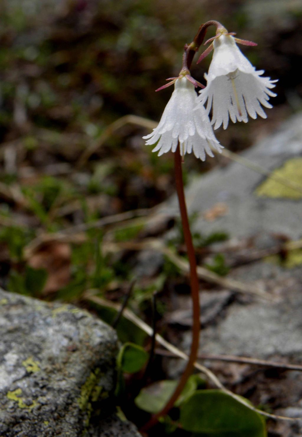 quale Soldanella? Soldanella alpina